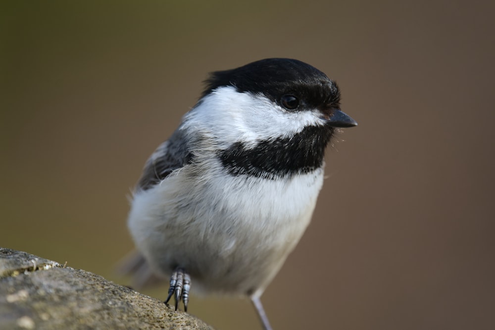 a black and white bird sitting on a rock