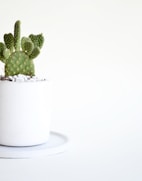 a small green cactus in a white pot