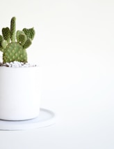 a small green cactus in a white pot