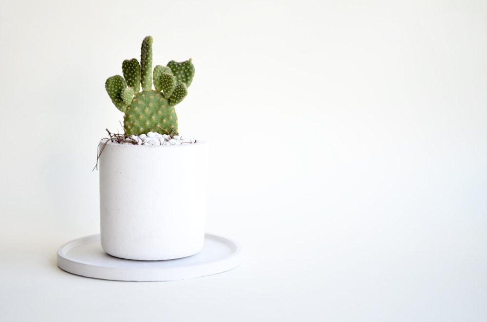 a small green cactus in a white pot