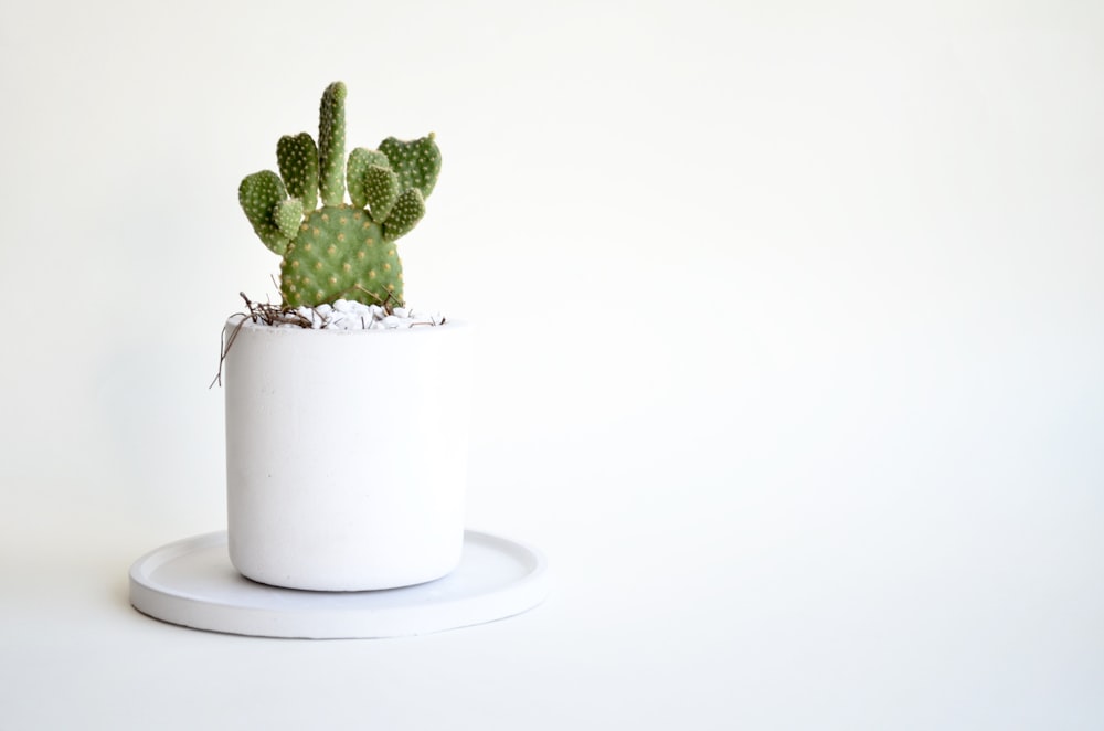 um pequeno cacto verde em um pote branco