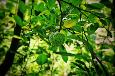 Sitafal Custard Apple Growing India — Nature's Ice Cream Encyclopedia
