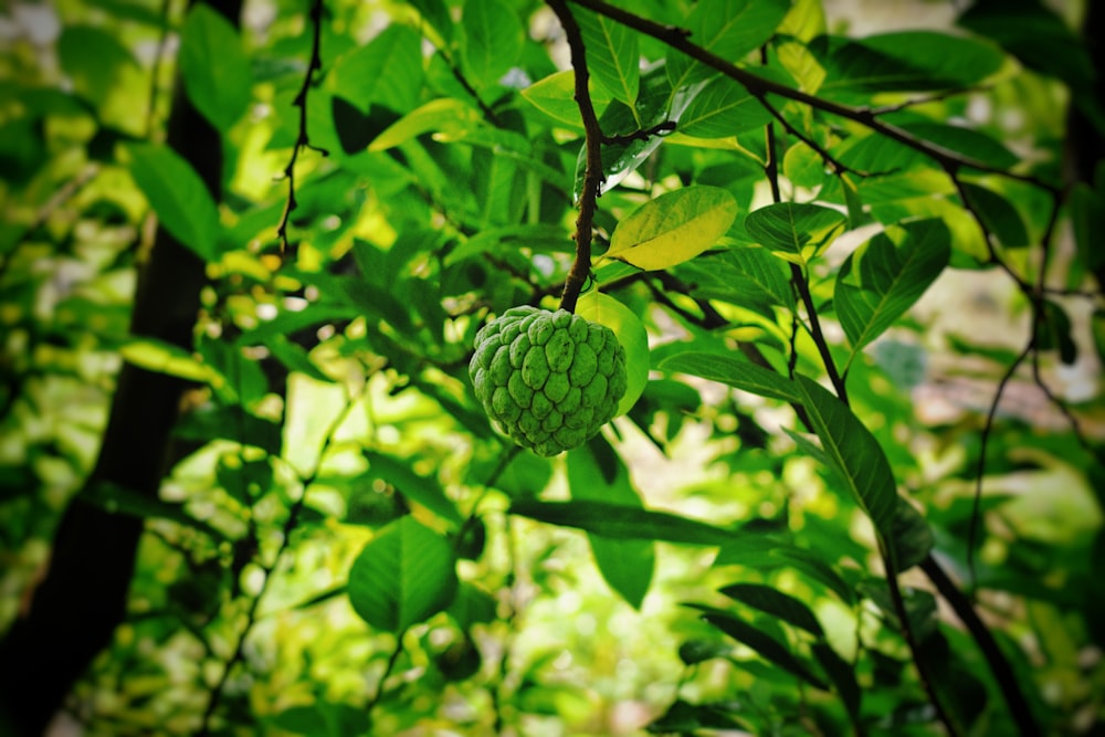 a green fruit hanging from a tree branch