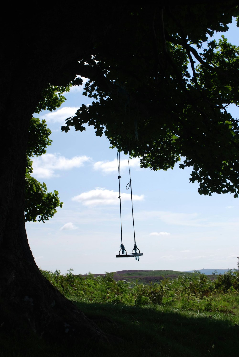 a swing hanging from a tree in a field