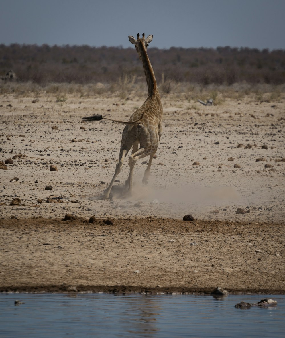 a giraffe running across a dirt field next to a body of water