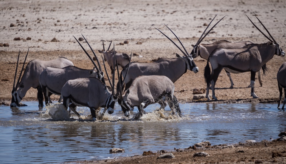 a herd of antelope drinking from a watering hole