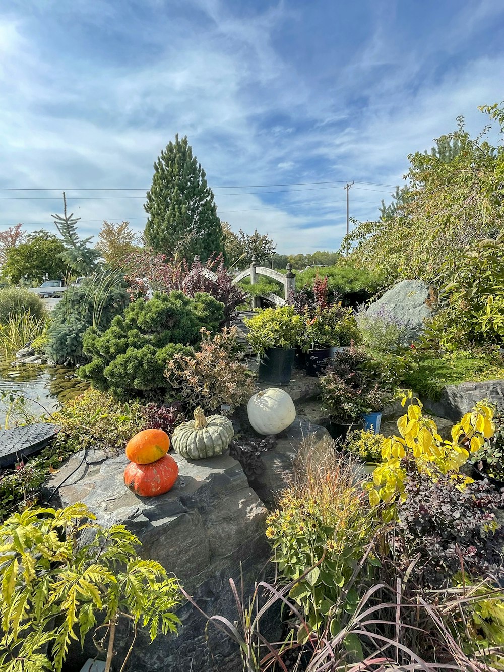 a garden filled with lots of different types of plants