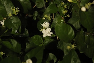 Bright green loose leaf green tea with delicate jasmine flowers scattered on top