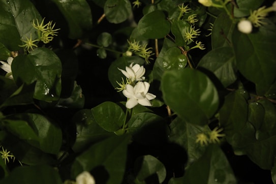 Dark green leaves with a glossy texture surround white jasmine flowers in full bloom. The flowers are small and delicate, with multiple layers of petals. The scene is dimly lit, giving it a natural and serene ambiance.