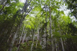 a forest filled with lots of green trees
