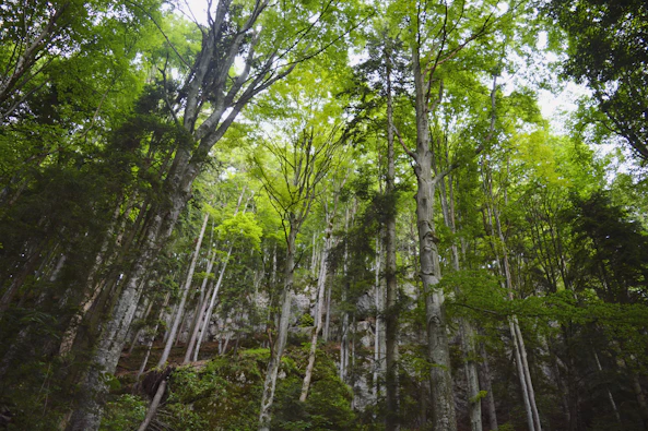 a forest filled with lots of green trees