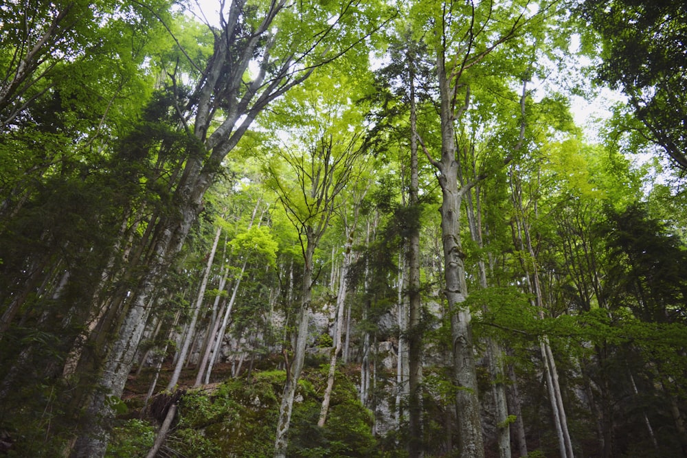 a forest filled with lots of green trees