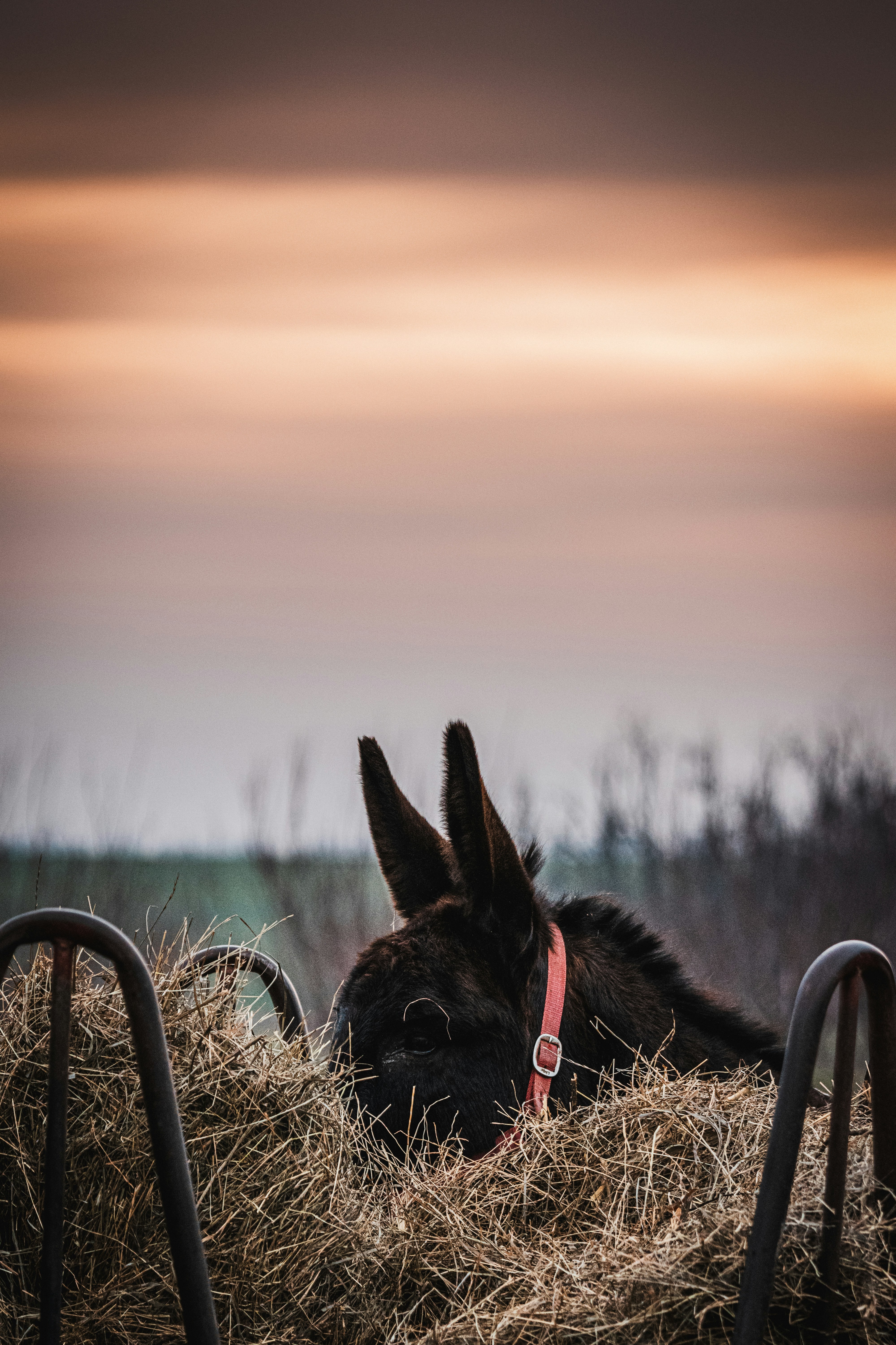 a horse laying down in a pile of hay