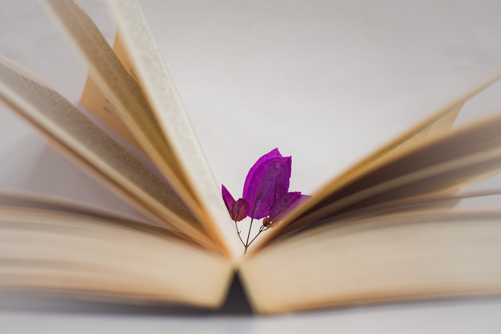 an open book with a purple flower sticking out of it