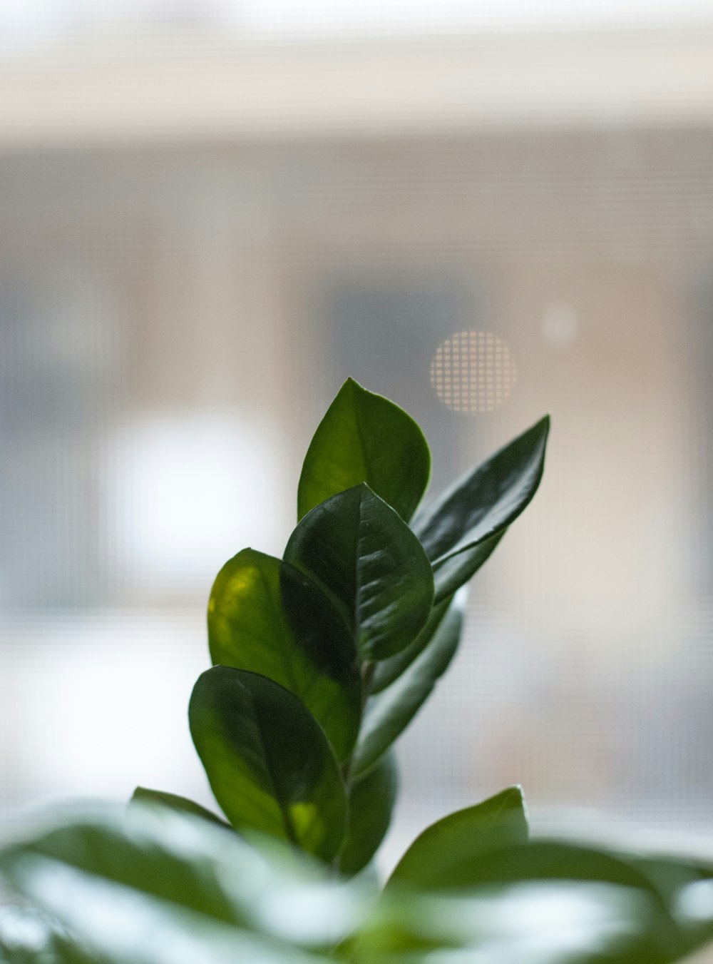 a close up of a green plant in a vase