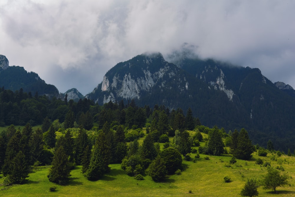 a lush green field with a mountain in the background