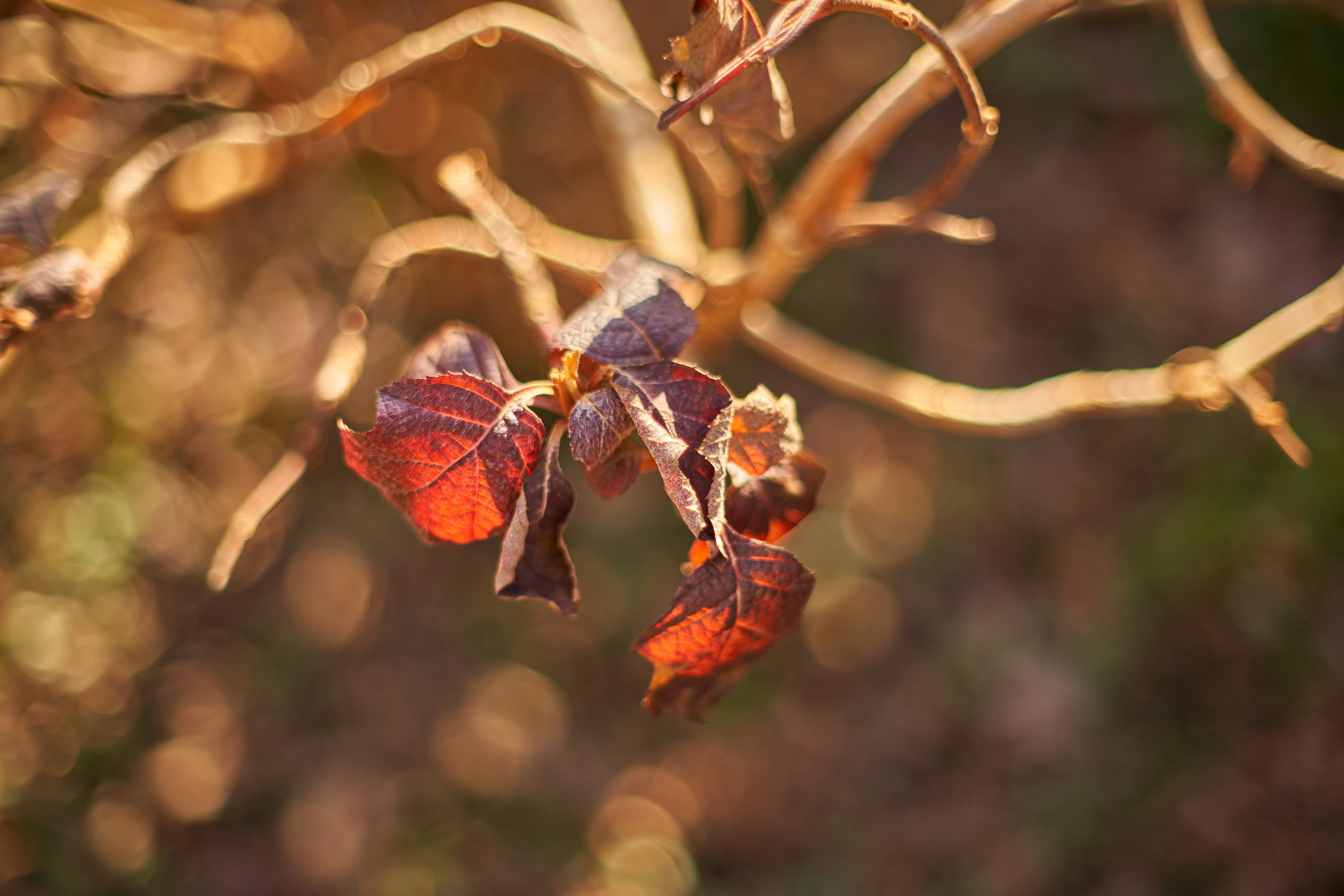 Photo by wolfgang_hasselmann