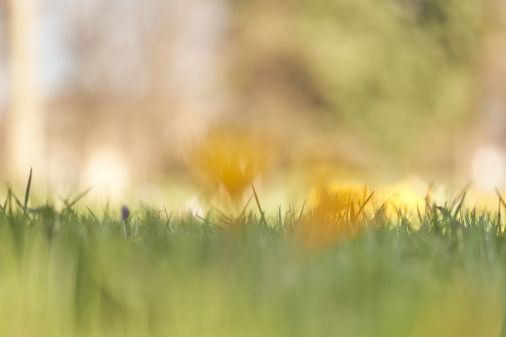 a blurry photo of a yellow flower in the grass