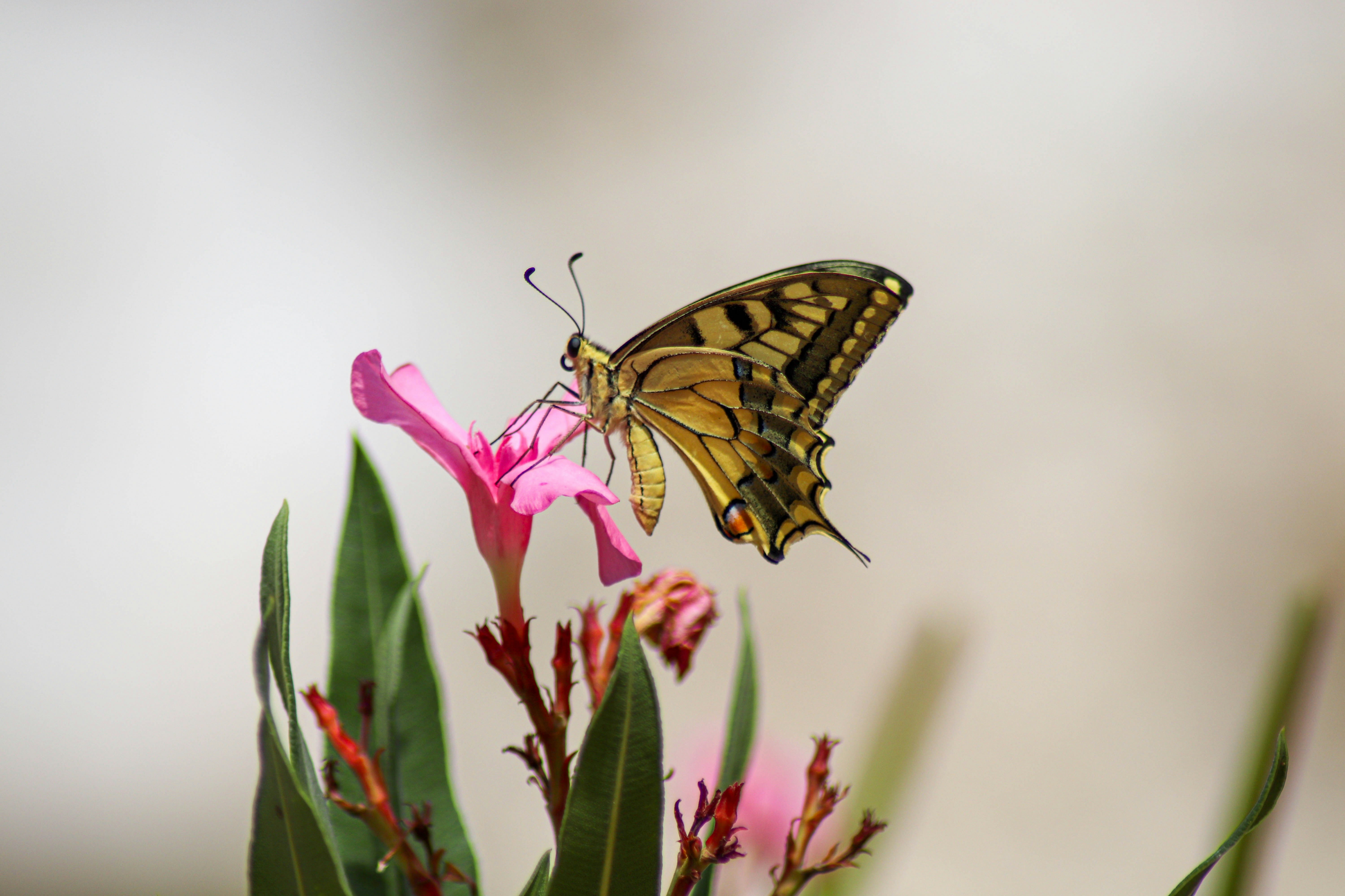 Choose from a curated selection of flower photos. Always free on Unsplash.