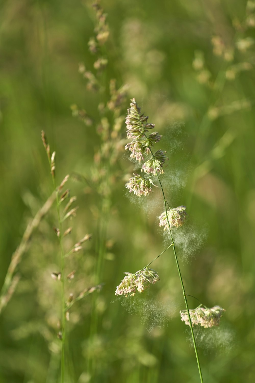 a bunch of flowers that are in the grass