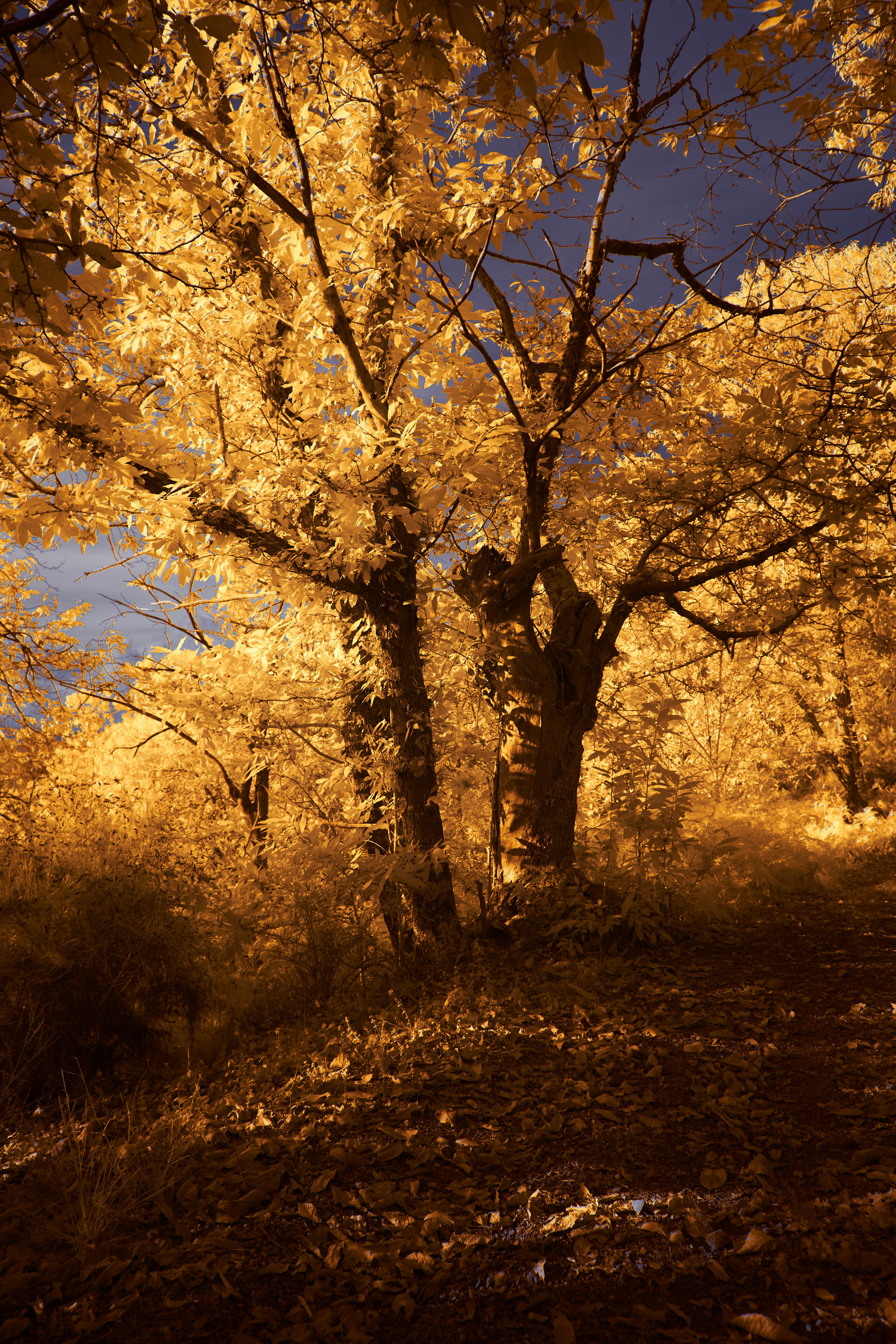 Photo by wolfgang_hasselmann