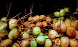 A large pile of coconuts with green and brown husks is gathered together. Long, dry stems are intertwined among the coconuts, creating a dense and natural arrangement.