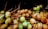 A large pile of coconuts with green and brown husks is gathered together. Long, dry stems are intertwined among the coconuts, creating a dense and natural arrangement.