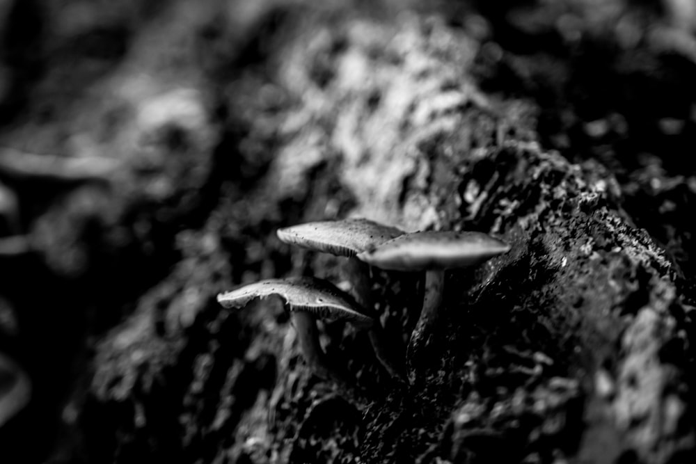 a group of small mushrooms growing on a tree stump