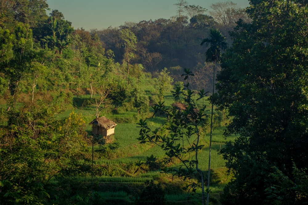 a house in the middle of a lush green forest