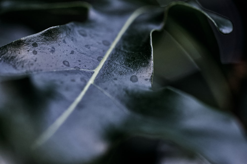 a green leaf with drops of water on it