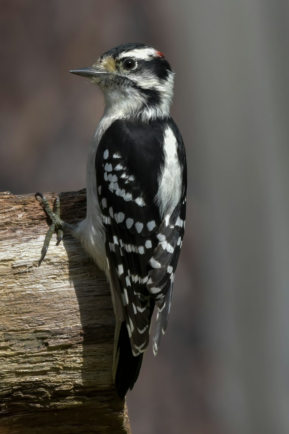 a black and white bird perched on a tree branch