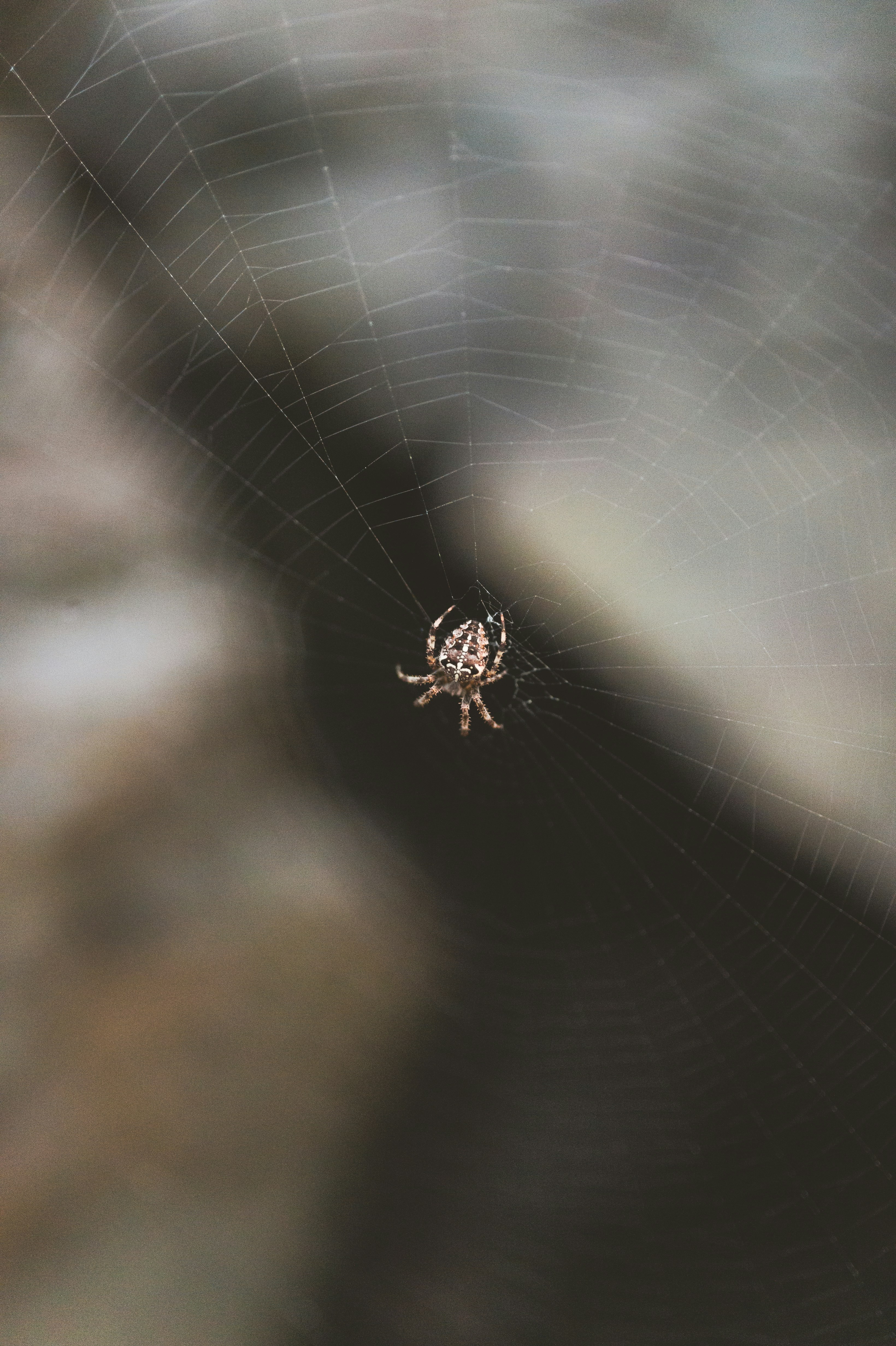 photo-1633043795397-317283175f51?ixid=M3wxMjA3fDB8MXxzZWFyY2h8MTl8fHN1cGVyJTIwd2ViJTIwZ2lybHxlbnwwfHx8fDE3NDU4MDA1MDB8MA\u0026ixlib=rb-4.0.3