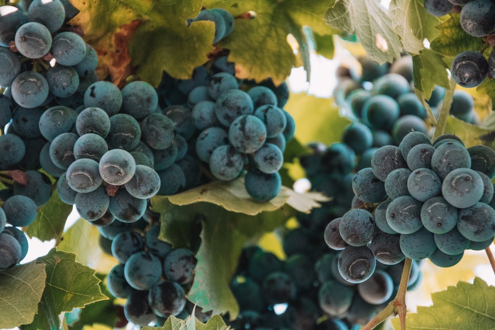 Un racimo de uvas azules colgando de una vid