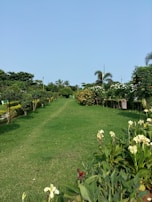 A beautifully maintained lawn bordered by flowering bushes and tall palm trees under a bright blue sky.