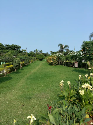 A vibrant home garden with lush plants and a neatly trimmed lawn under a clear blue sky.