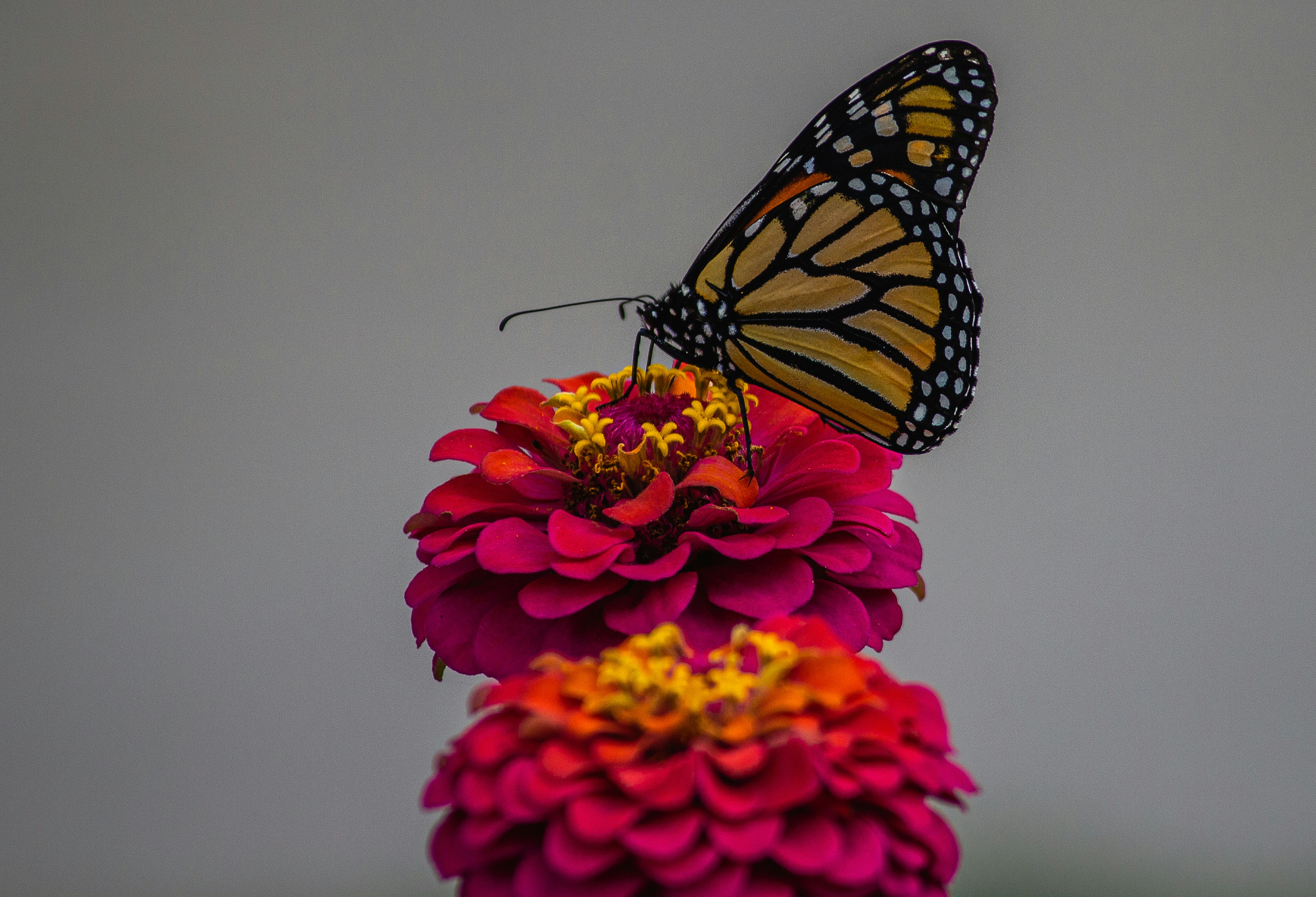 Una mariposa sentada encima de una flor