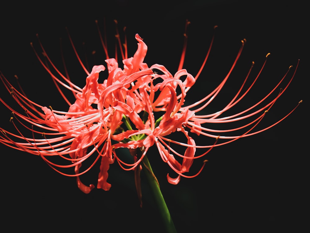 a close up of a red flower on a black background