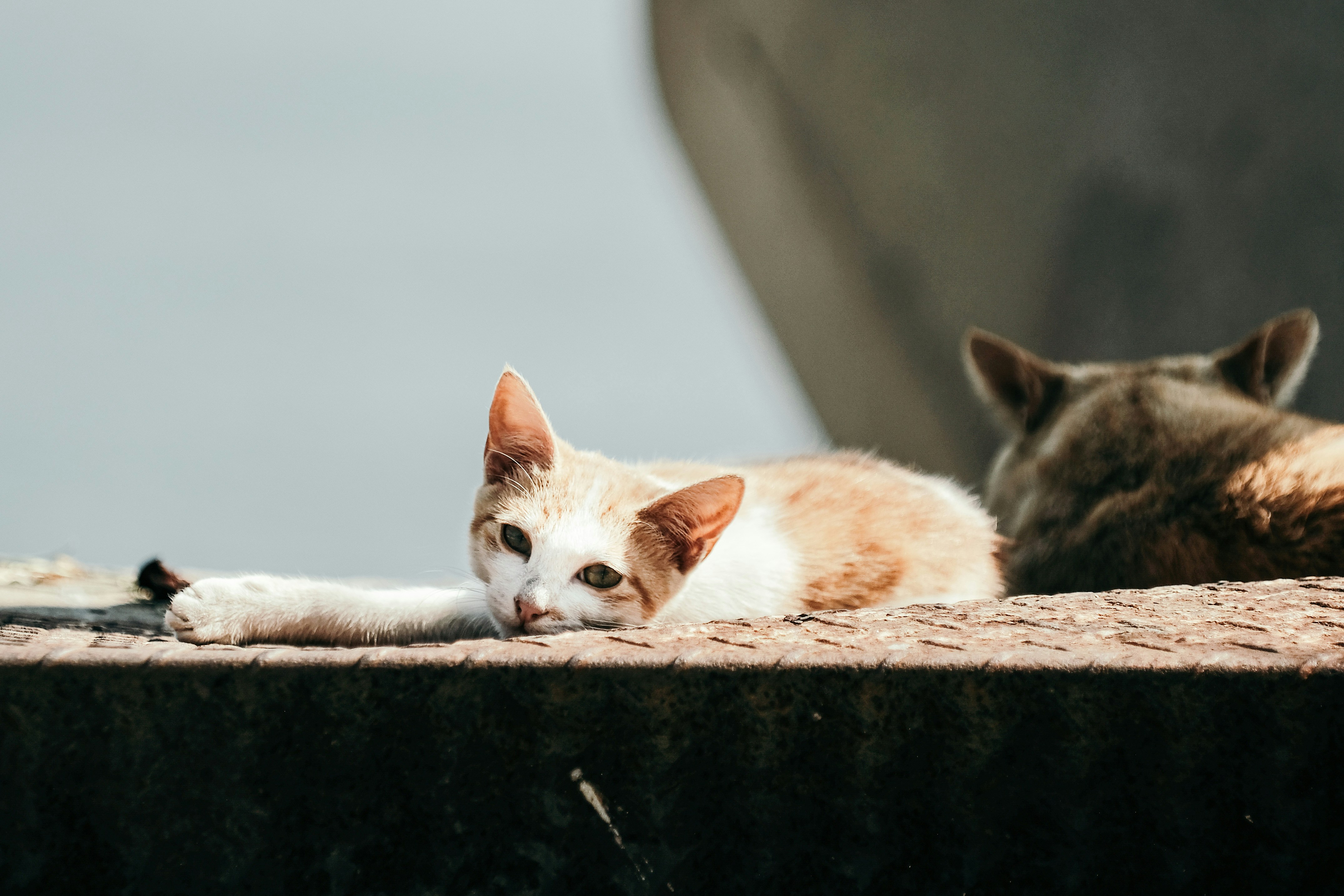 Photo by insungpandora