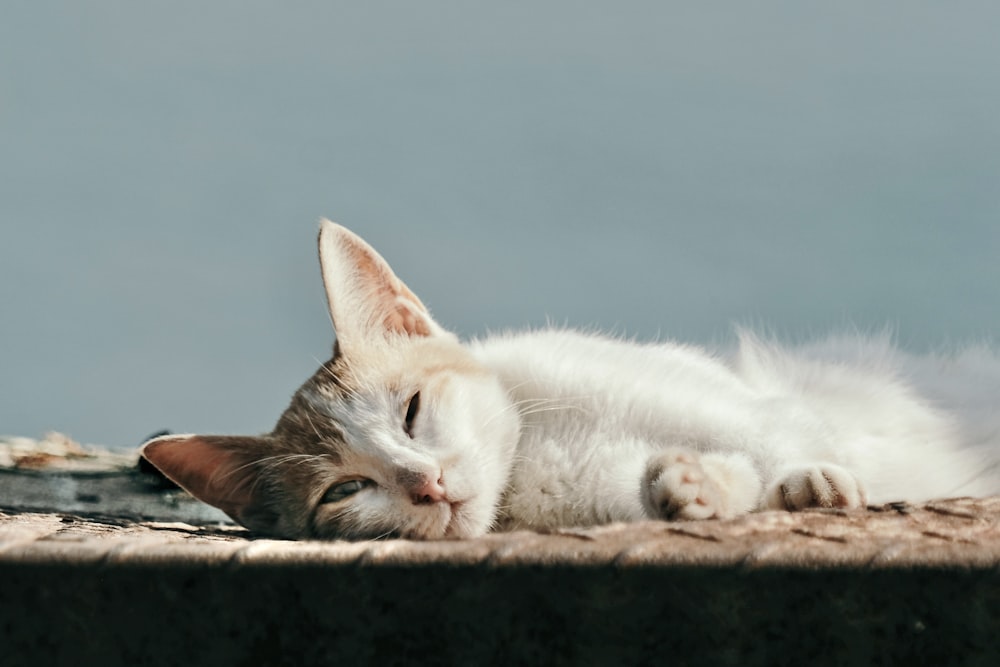 a white cat laying on top of a wooden floor