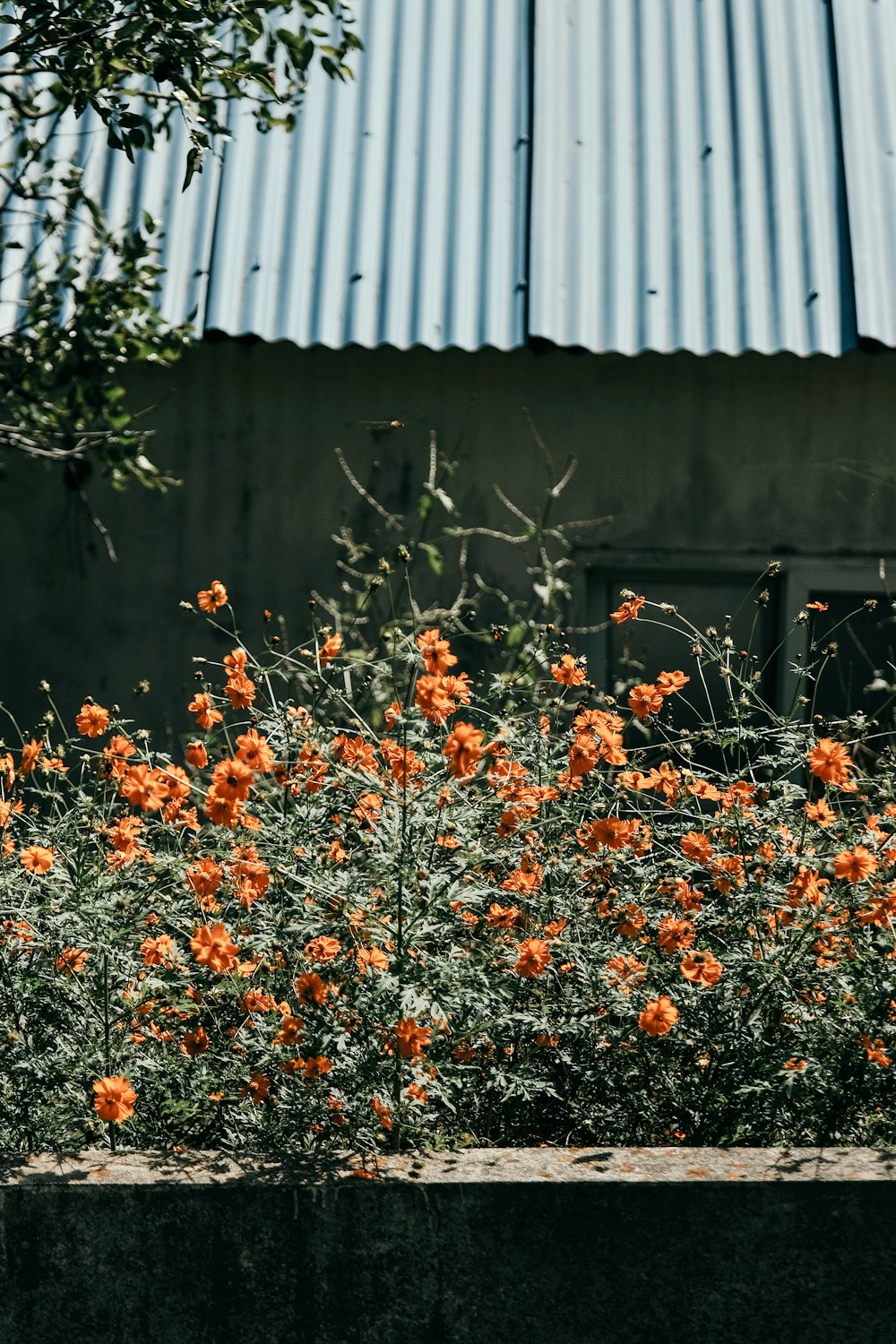 a bush with orange flowers in front of a building