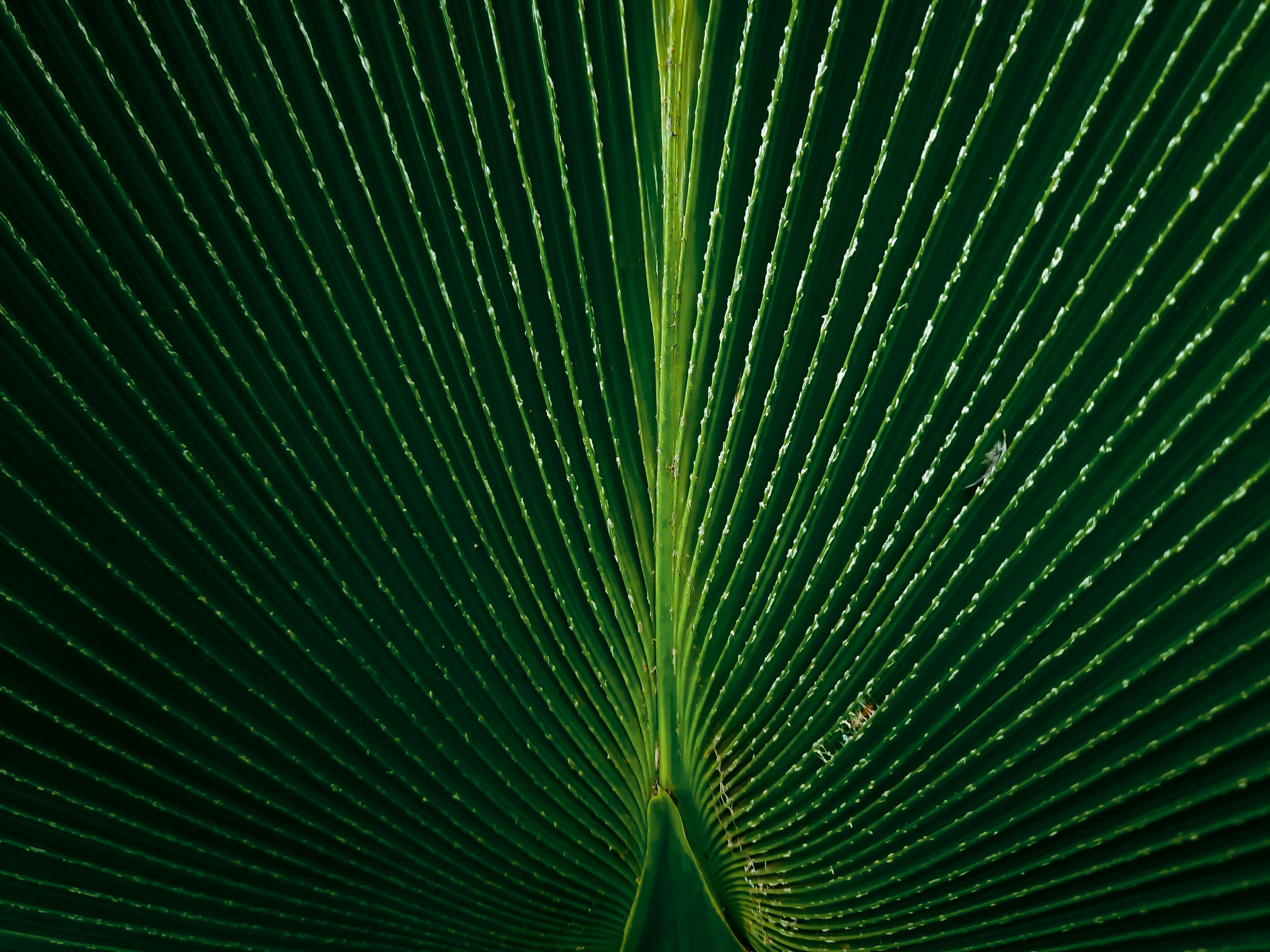 Emerald Aloe Leaves