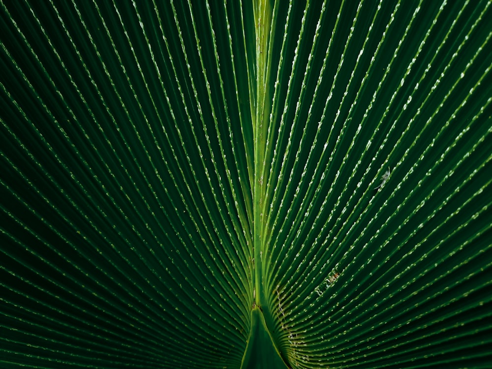 a close up view of a green leaf