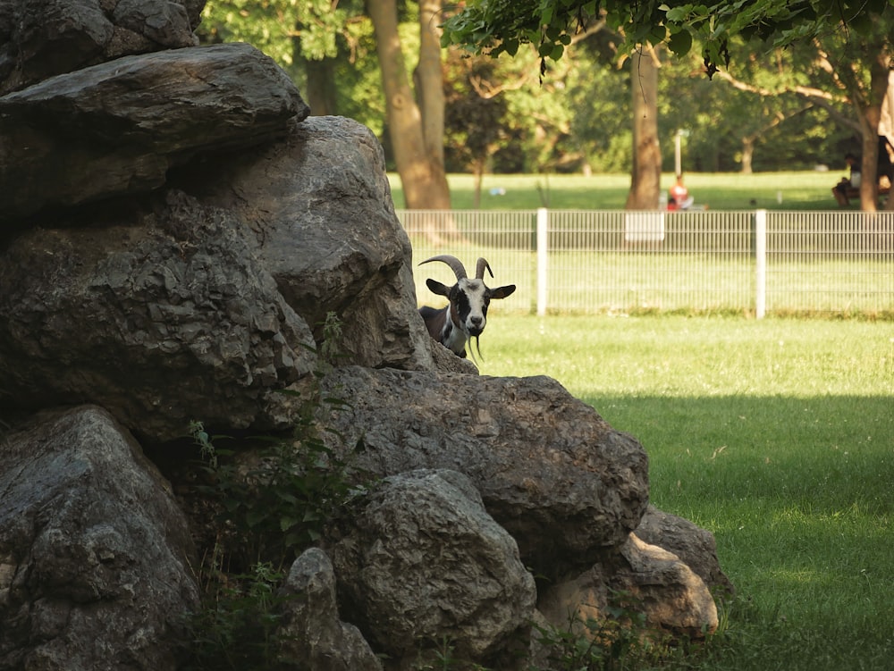 a goat standing on top of a lush green field