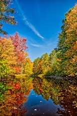a body of water surrounded by lots of trees