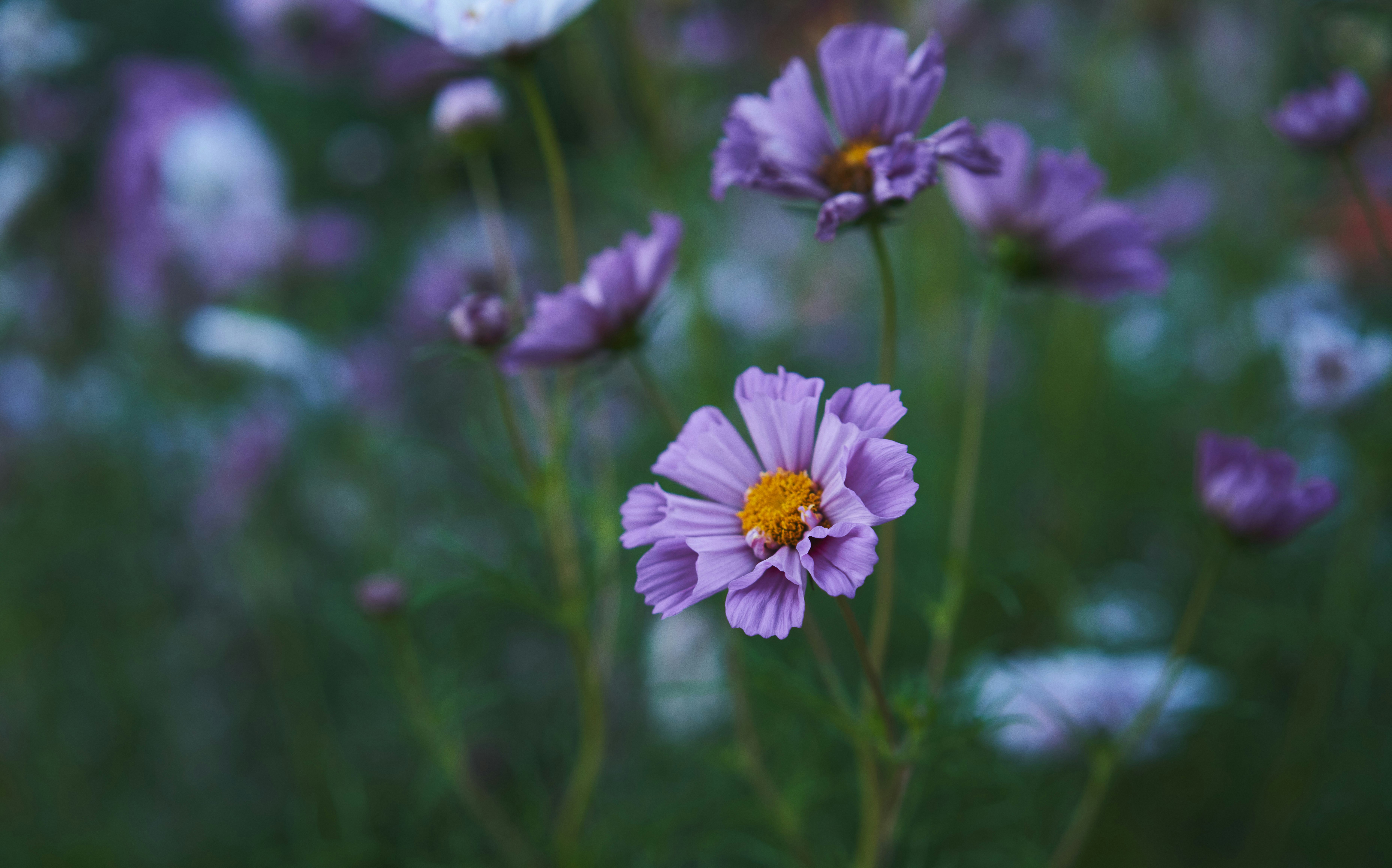 a field full of purple and white flowers