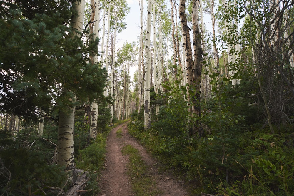 a dirt path in the middle of a forest