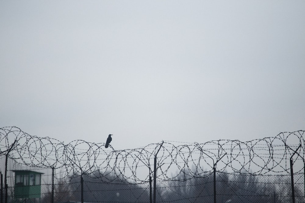 a bird sitting on top of a barbed wire fence