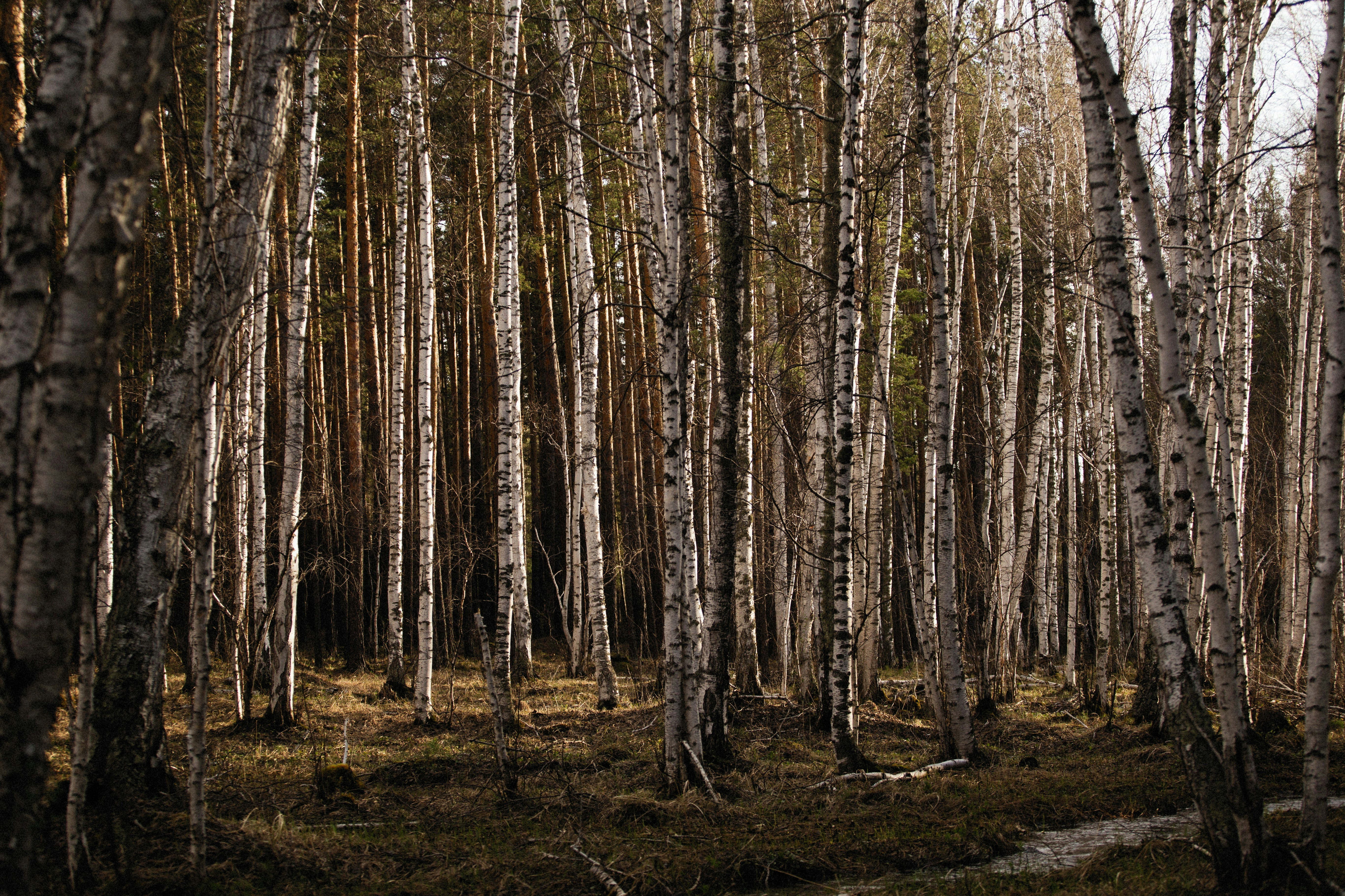 Photo by alexeydemidov