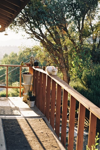 a cat is sitting on a wooden balcony