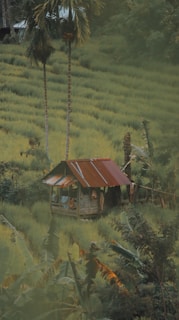 A small wooden hut with a rusty red metal roof is surrounded by lush green vegetation, including tall palm trees and crops, likely rice paddies. The setting appears isolated and rural, with a sense of tranquility and natural beauty.